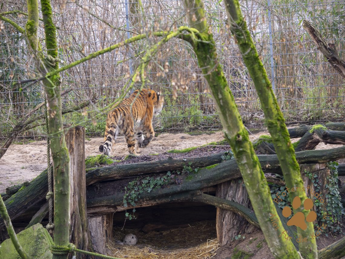 Tigerf182791066420190118