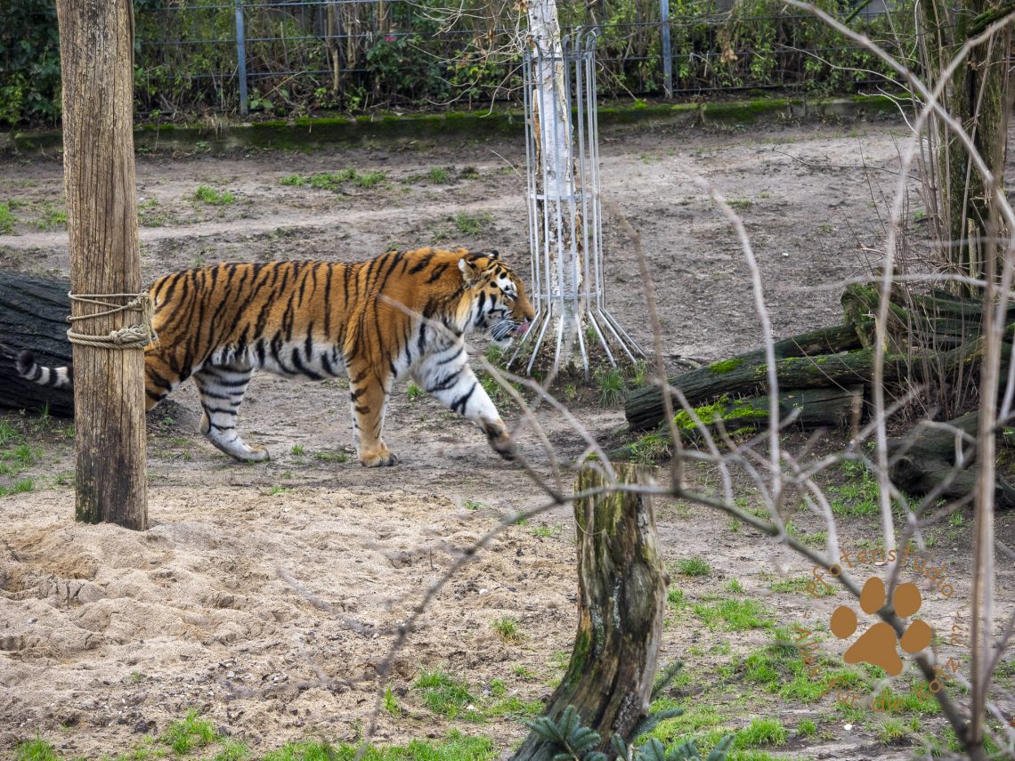 Tigerf182794156820190118