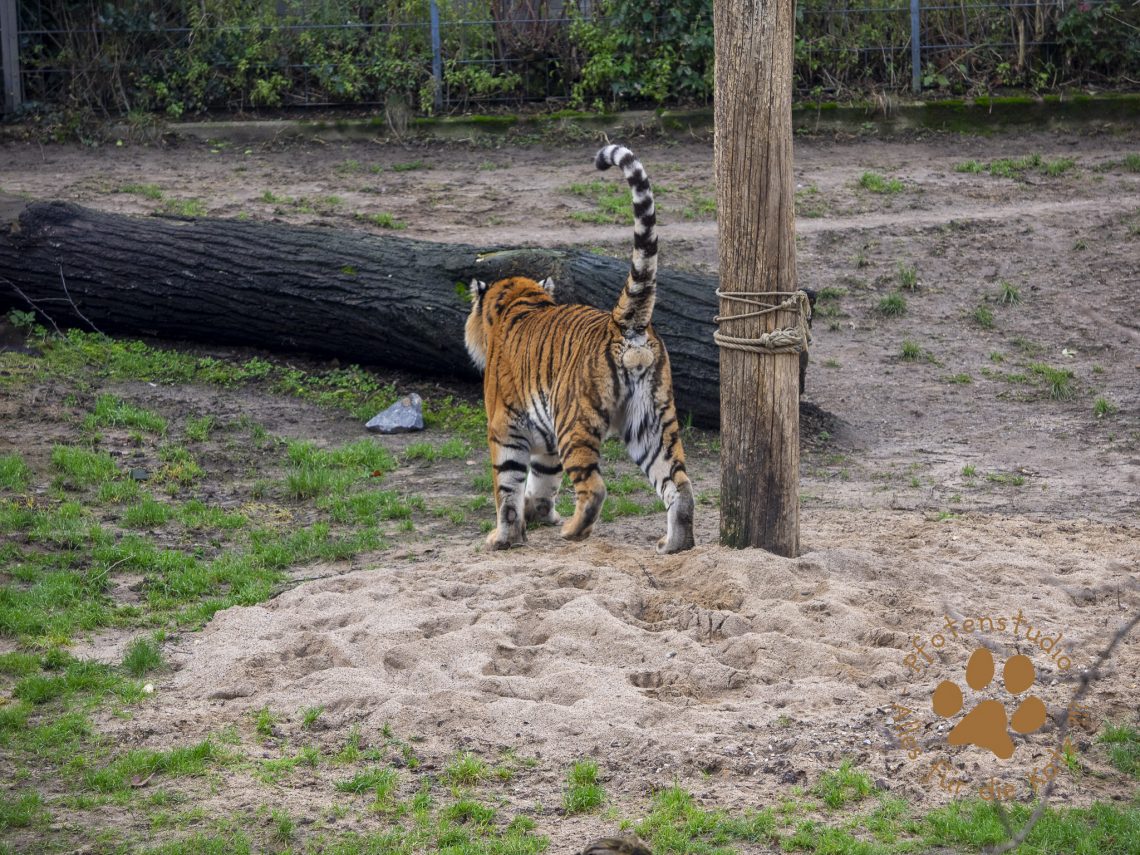 Tigerf182797225620190118