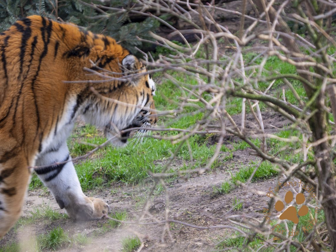 Tigerf182800332820190118