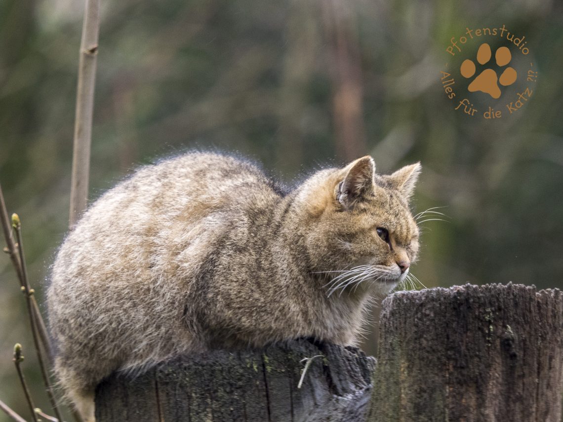 Europäische Wildkatze