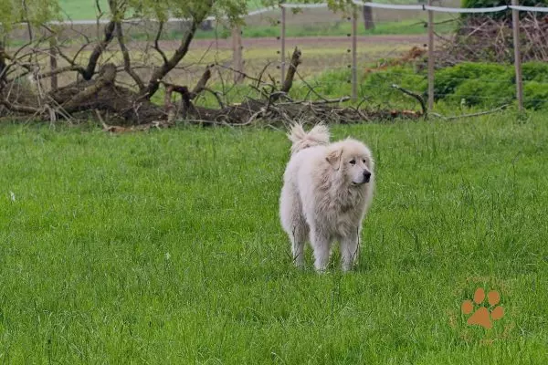 Herdenschutzhund